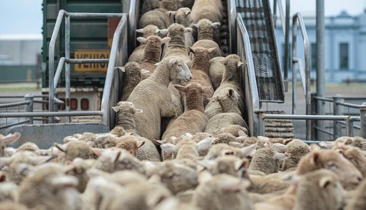  الثروة الحيوانية.. المغرب يكيف سياساته مع التحديات المناخية