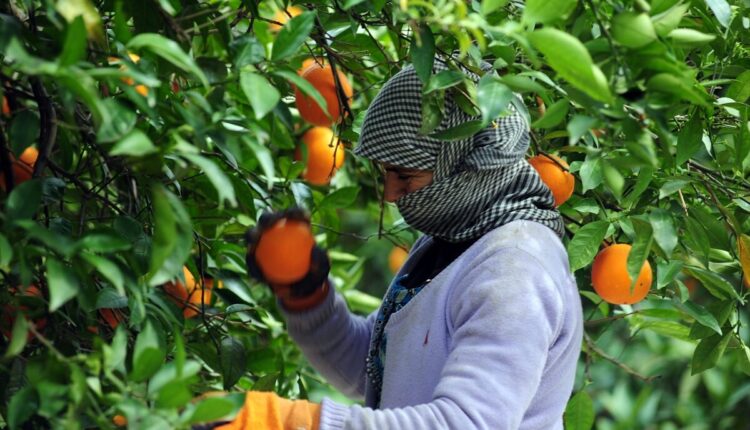  إنتاج الحوامض بجهة بني ملال يقارب 307 آلاف طن و95٪ من المساحات بنظام السقي بالتنقيط