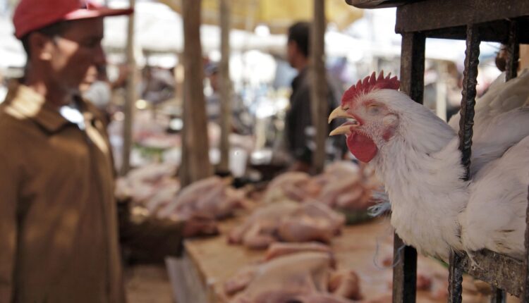  هلع بين المُستهلكين.. ما صحة الشائعات حول مخاطر استهلاك الدجاج؟