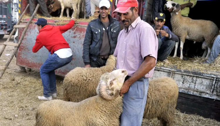  الحبس يترصد “الشناقة”.. الحكومة تُشدِّد مراقبة أسواق الأضاحي وتتوعد المضاربين