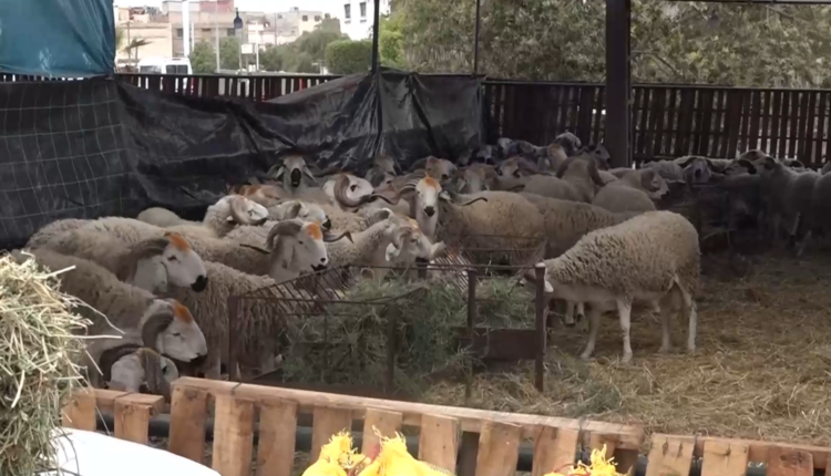  أجواء عيد الأضحى تنعش أسواق بيع الأضاحي بجهة الدار البيضاء