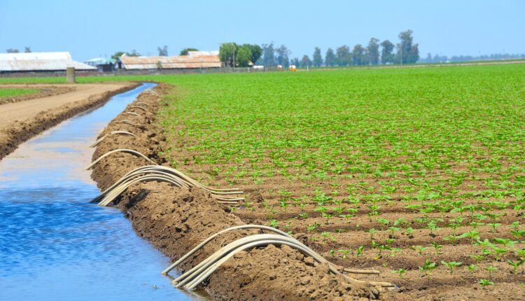  الزيتون والحوامض والأسماك.. المغرب يسجل انتعاشا فلاحيا شاملا