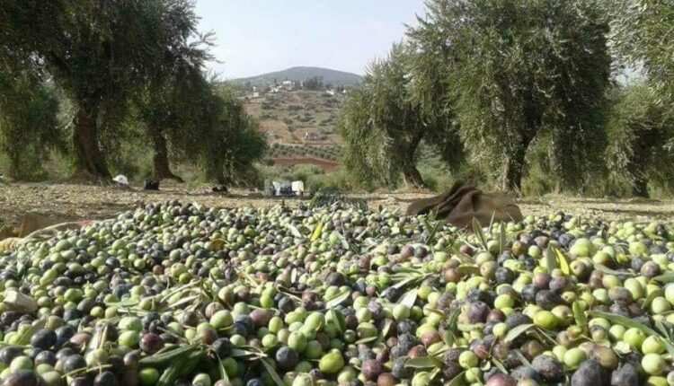  تضاعفت بـ700%.. زيت الزيتون المغربي تنافس الكبار وتغزو موائد أوروبا