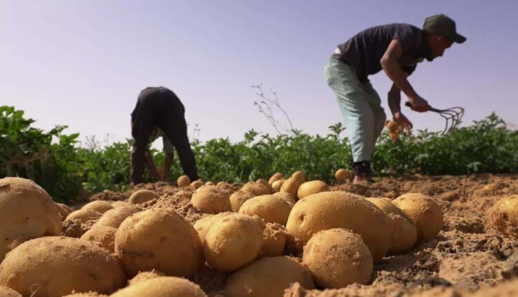  السكوري: 100 ألف طلب تشغيل غير ملبّى والفلاحة تواجه خصاص اليد العاملة