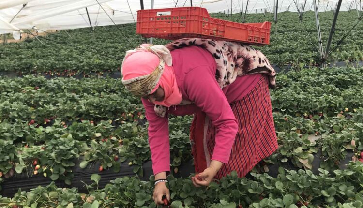  بعد وفاة بـ”ضربة شمس”.. الموت يترصد العاملات المغربيات بـ”حقول الهشاشة” بإسبانيا