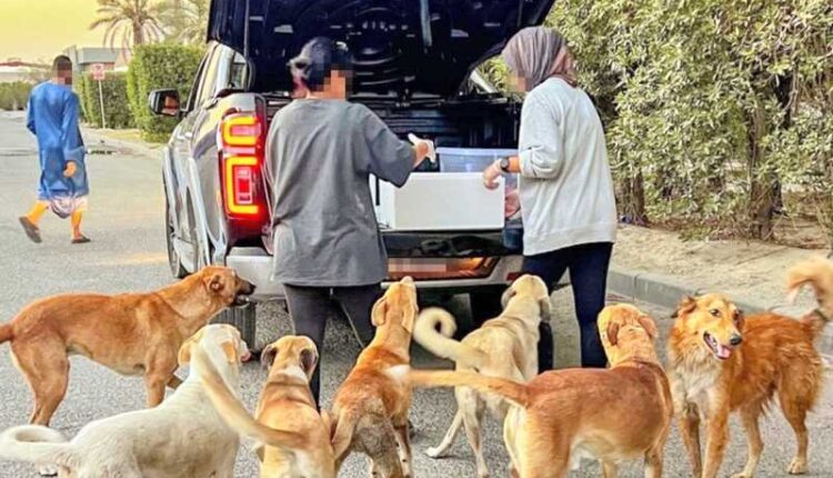  انتقادات برلمانية لتشديد العقوبات بقانون الحيوانات الضالة والحكومة تتمسك بالزجر