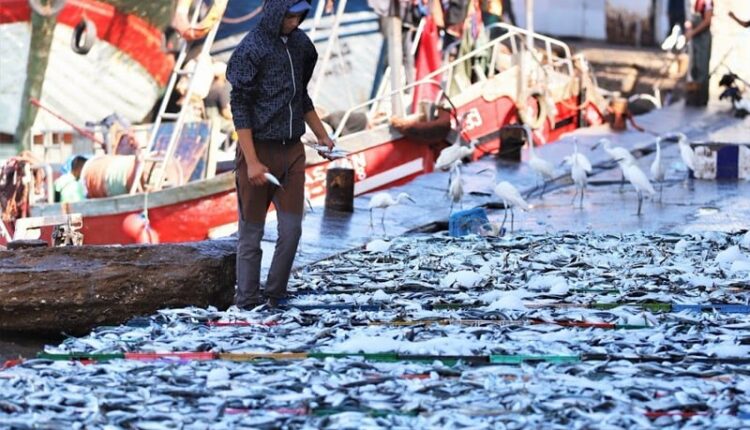  انخفاض مفرغات الصيد التقليدي بميناء بوجدور