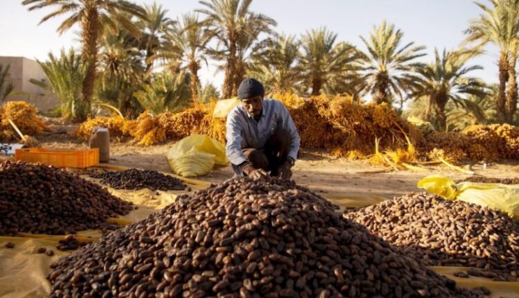  سوق التمور بالجملة بأرفود.. بداية موسم واعد وحركة تجارية تعكس وفرة المنتوج