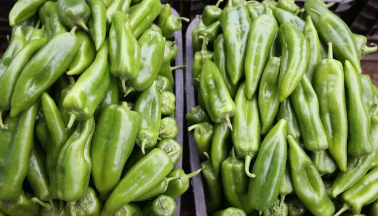  صادرات الفلفل المغربي لبريطانيا تدر 22 مليارا والمنافسة تشتد مع ألمانيا