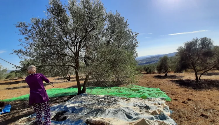  موسم الزيتون.. وفرة نسبية وغلاء اليد العاملة يطبعان انطلاق الجني بالمغرب