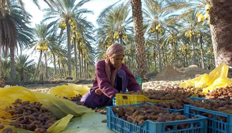  الملتقى الدولي للتمر يراهن على الابتكار والاستثمار لتطوير سلسلة النخيل